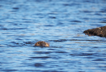 Fototapeta premium beaver on the river
