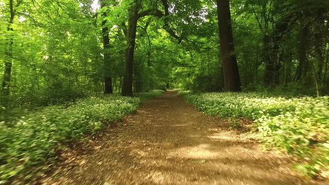 Sentiero nel parco di Monza a primavera