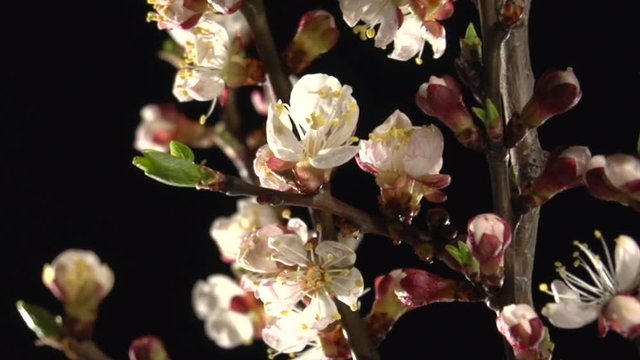 Apricot flower blossoming time lapse on a black background. Branch with blooming flowers apricot tree. Time lapse. High speed camera shot. Full HD 1080p. Timelapse 