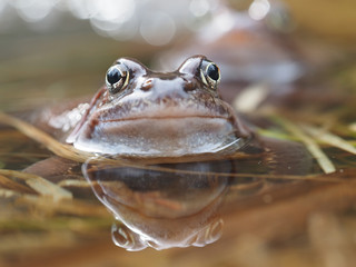 frog in pond