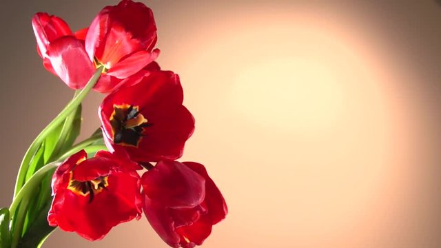 Red tulips flower blooming in time-lapse. High speed camera shot. Full HD 1080p. Timelapse