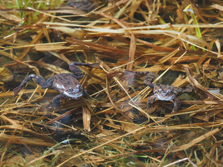 frog in pond