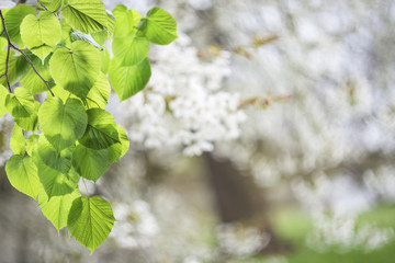 Nature Background with Green Leaves