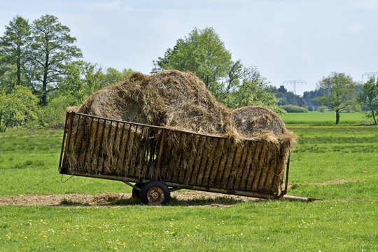 Heuwagen auf einer Rinderweide im Spreewald