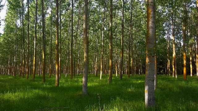 Plantacion de chopos o &aacute;lamos en primavera destinados a la producci&oacute;n de madera
