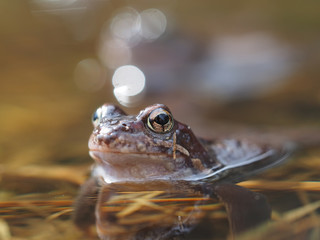 frog in pond