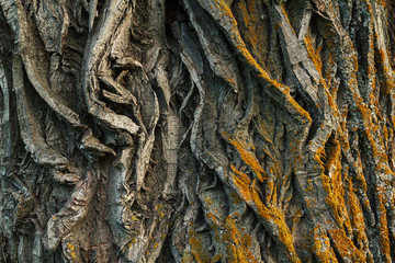 tree bark closeup