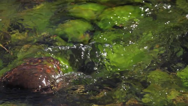 Agua corriente en arroyo o río, fluyendo entre piedras teñidas de verde por algas