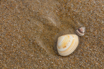 Shells on the beach