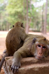 Monkey at Angkor site, Cambodia