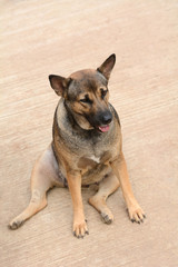 Dog on the cement floor