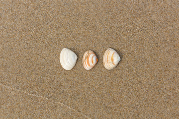Shells on the beach