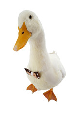 duck
