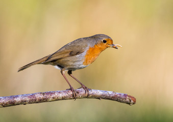 European Robin with mealworm in mouth, stood on a natural branch with mottled brown orange background.