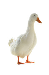 duck