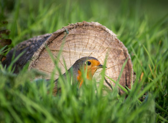 Robin hiding in grass with a log behind him. Natural environment for one of Britains favourite song birds.