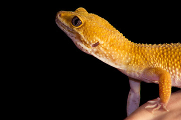 Leopard gecko pet