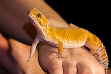 Leopard gecko pet