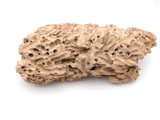 eared beetles tree on a white background