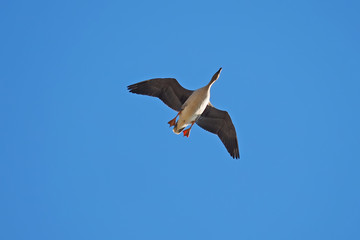 Geese in flight