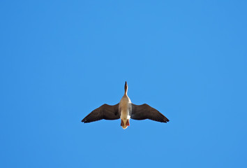 Geese in flight