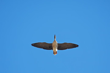 Geese in flight