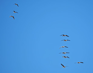 Geese in flight