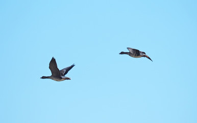 Geese in flight