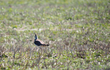 Lapwing in flight