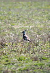 Lapwing in flight