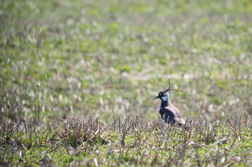 Lapwing in flight