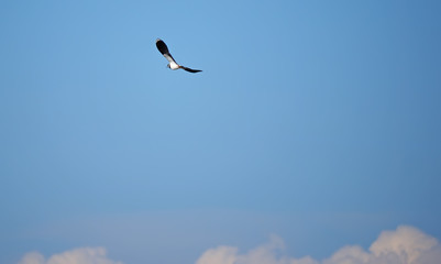 Lapwing in flight