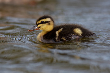 Mallard, Duck - nestling.