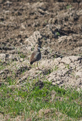 Lapwing in flight
