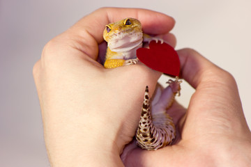 Leopard gecko pet