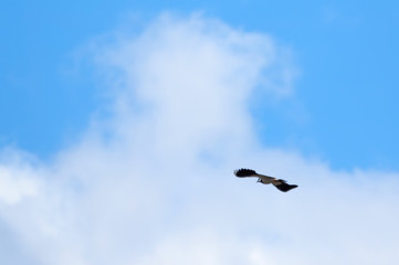 Lapwing in flight