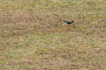 Lapwing in flight