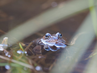 Fototapeta premium frog in pond