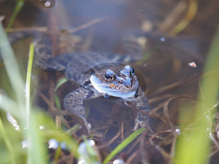 frog in pond