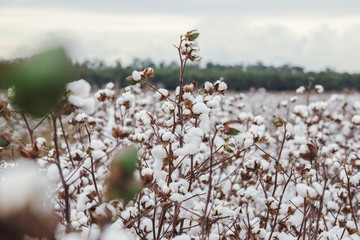 Cotton fields ready for harvesting in Oakey, Queensland