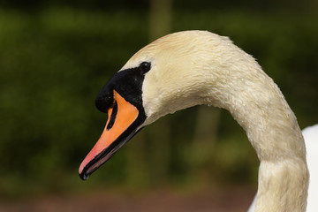 Mute Swan, cygnus olor