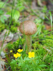 edible mushroom in the forest