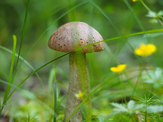 edible mushroom in the forest