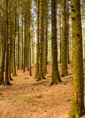 Pine woodland at Beacon Fell Country Park, Lancashire, UK