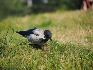 Crow on the bank of the river