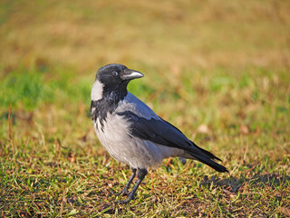 Crow on the bank of the river