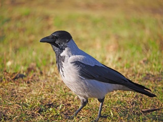 Crow on the bank of the river