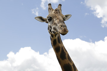 Detail of the head of a giraffe with a cloudy sky in the background