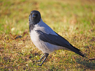 Crow on the bank of the river
