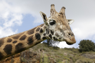 Obraz premium Detail of the head of a giraffe with trees in the background